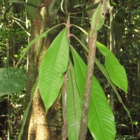 Stemonoporus moonii Thwaites